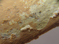 Surface of Iron AGE IIC-Persian Period Oil Lamp